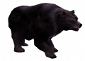 Urso Negro Maldito.png
